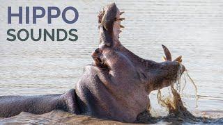 Hippo Sounds & Calls - The sound of wild hippopotamus at night in Africa