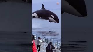 Amazing Orca whale jumps to the surface