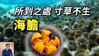 把海底吃成荒漠，全靠龍蝦去消滅！入侵巨藻森林，泛濫到天敵都鬱悶了的——海膽【老肉雜談】#動物 #野生動物 #海洋生物 #海鮮 #海膽 #sea ​​urchin