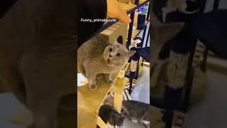 Funny cats  