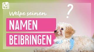 Welpe Name beibringen - Sinn & die bessere Alternative