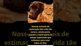 Toda Alegria e Amor Que Nossos Animais de Estimação Trazem Para Nossas Vidas - Shorts