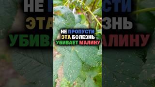 Вылечил малину легко и просто