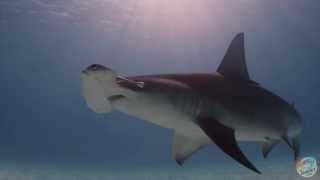 Hammertime: Dive into the World of the Great Hammerhead Shark