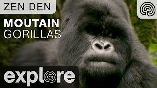 Zen Den - Mountain Gorillas