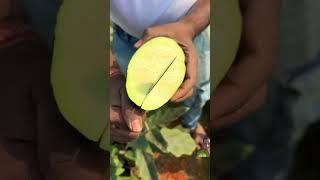 Vc ama Jesus?!️ #farming #fruit #agriculture #farmer #garden #music #love #song #bollywood