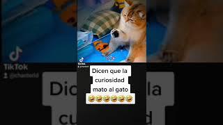 #shorts #animals #cat #viral #humor #tiktok