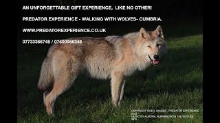 PREDATOR EXPERIENCE,  WALKING WITH WOLVES, Cumbria.