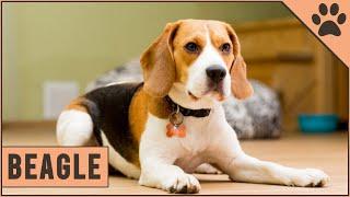 Beagle - Dog Breed Information