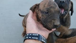 Fila Brasileiro puppies