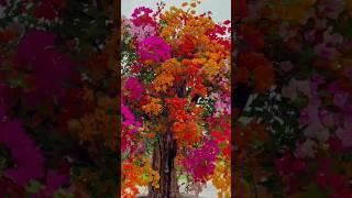 bougainvillea plant with decorative colors! #bougainvillea