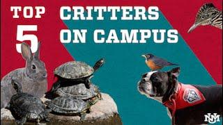 Campus Countdown | Top 5 Critters on the UNM Campus