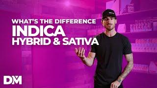 What Is The Difference Between Indica, Sativa, Hybrid - DistroMike