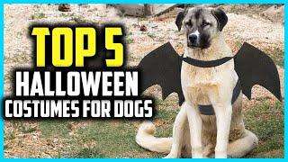  Top 5 Best Halloween Costumes for Dogs of 2024