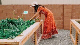 Tiny Home Rental  | My first Garden!