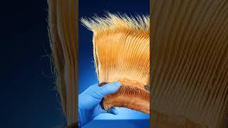 How Does Whale Baleen Work?