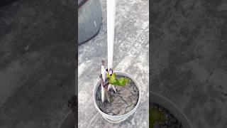 Dragon fruit planting  #garden answer #growing food #modern homesteading #homesteading values