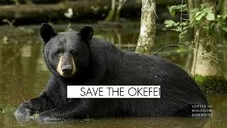 Save the Okefenokee