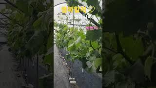 이슬 머문 샤인머스켓