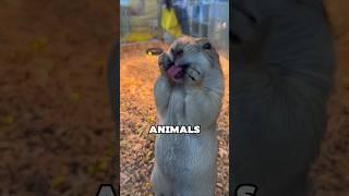 Cute Animals That Are Surprisingly Dangerous. ️ Part. 26