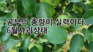 6월 사과생육상태 청송사과