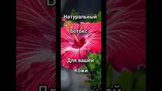 Гибискус незаменимый компонент в анти возрастном уходе#рилс #шорт #ютубшортс