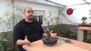 Como recuperar un bonsai