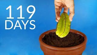 Growing CARAMBOLA (star fruit) Time Lapse