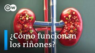 Cómo funcionan los riñones