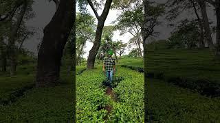 Tea garden Dharamsala