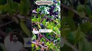 #fruit #name #shortsvideo #agriculture #viral #foryou #sport #chnnal #agrivologs