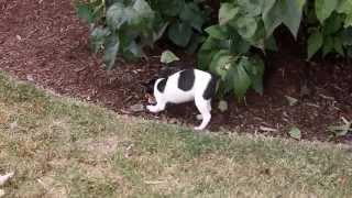 Toy Fox Terrier Puppies For Sale