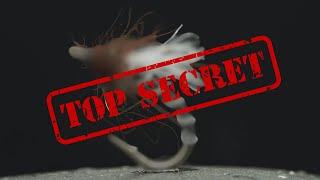 TOP Secret Fly!