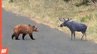 This Stupid Bear Attacked the Wrong Moose..It Paid Full Price