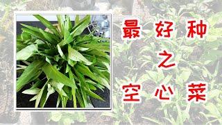 超好种的蔬菜，空心菜，产量高，采收快，无虫害，无需特别养护就能长得很好