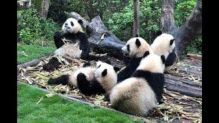 大熊猫家族现居成都大熊猫繁育研究基地The giant panda family now lives in Chengdu Research Base of Giant Panda Breeding