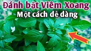 Cây trị Viêm Xoang trong 5 ngày. PHAN HẢI channel.