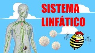 El increíble funcionamiento del SISTEMA LINFÁTICO 🩸