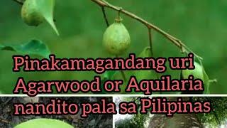 #lapnisan #Agarwood #Philippines Ang Pinakamagandang uri ng Aquilaria ay nasa Pilipinas alamin natin