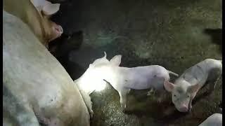 HOG RAISER CEBU, 14 heads alive new born