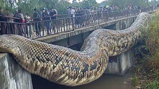 Le plus grand serpent du monde rencontré par des humains