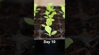 Lettuce seedling tips #lettuce #seedling_project #v87garden #shorts