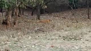 Tiger catching Sambar deer.