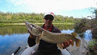 How to Catch Pike on a Spinner. Autumn Delights with Trophies