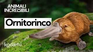 Come è fatto l'Ornitorinco, l'animale più inverosimile al mondo che diventa fluorescente