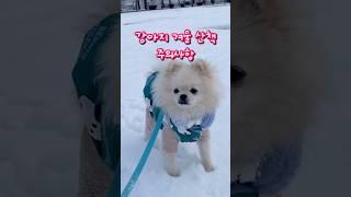 강아지 겨울 산책 주의사항 Precautions for Dog Winter Walks #puppy #강아지정보 #cutedog #funnydog #강아지쇼츠