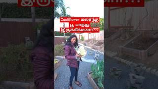  CAULIFLOWER மலர்ந்த பூ பாத்து இருக்கீங்களா⁉️ #shortstamil #usatamilvlog #tamil #gardening