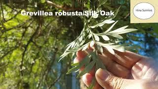 Grevillea robusta / Silk Oak / Silver Oak