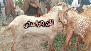 Luddan bakra Mandi pakistan makhi cheeni bakray Ajmal TV Hasilpur 03086171529