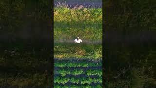 Rocket launching you DJI Mavic 3 Pro drone  #shorts #dji #mavic3pro #drone #dronefootage